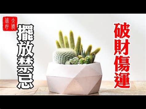 仙人掌放家門口|仙人掌放門口？這些風水秘密讓你不再猶豫 – 植物盆栽綠寶典